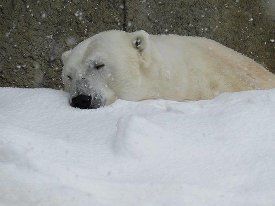 Sapporo City Maruyama Zoo